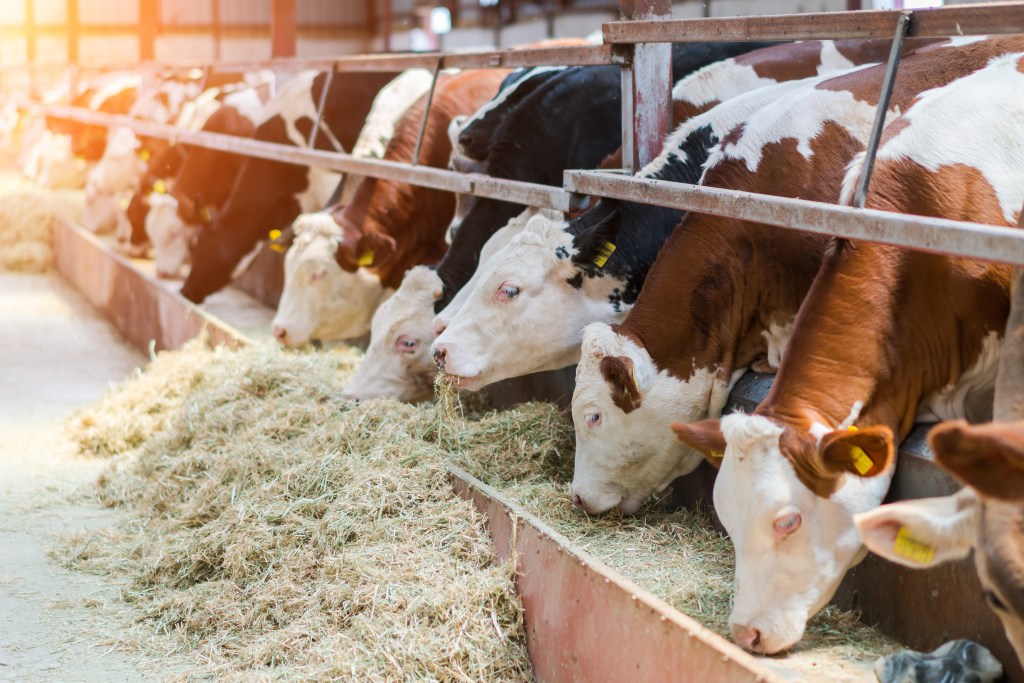 Experts in academia and public health in New Zealand are calling for increased research and a national food strategy to increase sustainability and resilience in the country’s food systems.