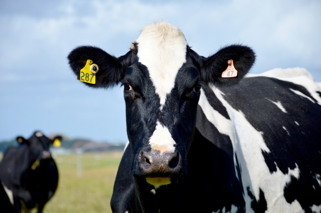 Denmark has become the first country in the world to introduce a carbon emissions tax on livestock. 