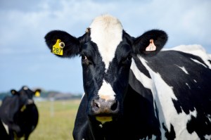 Denmark has become the first country in the world to introduce a carbon emissions tax on livestock.