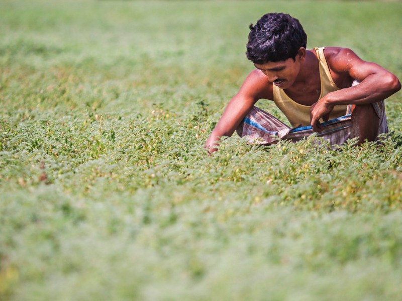 Production of Mung Bean in Bangladesh