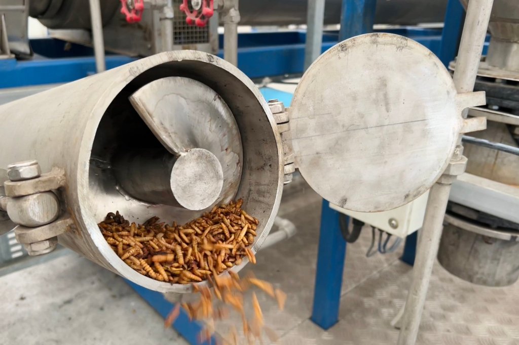 Viridian insect protein drying. 