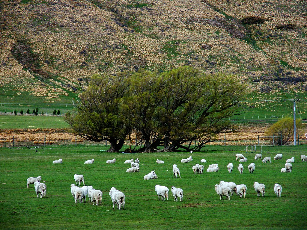New research shows climate neutral claims about the Australian sheep industry are inaccurate.