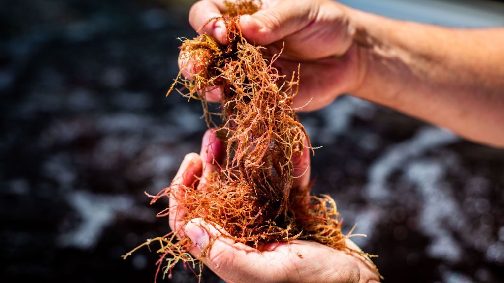 CH4 Global has partnered with Purdue University to further its work in combating methane emissions in the cattle industry via Asparagopsis seaweed.
