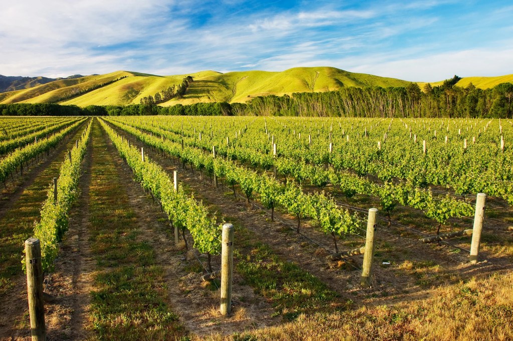 NZ has the energy resources to adopt alternative food technologies – it just needs a plan