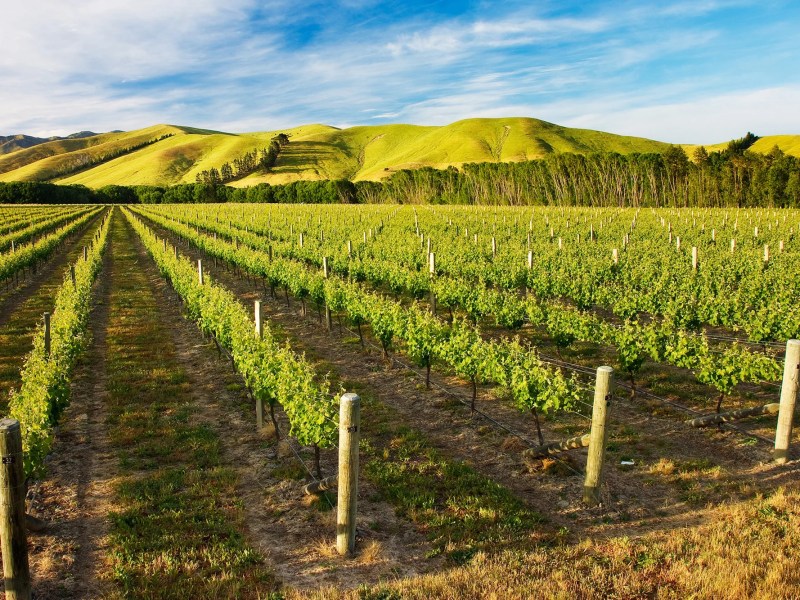 NZ has the energy resources to adopt alternative food technologies – it just needs a plan