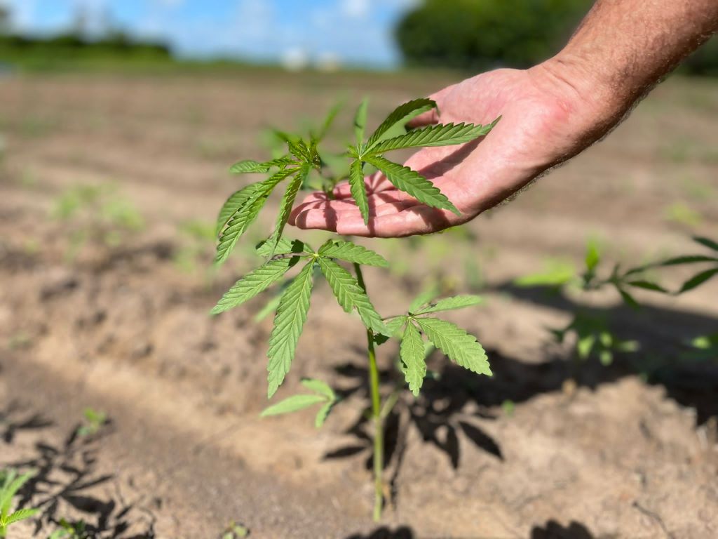 CSIRO has worked with SME to develop hemp and legumes as alternative protein sources. 