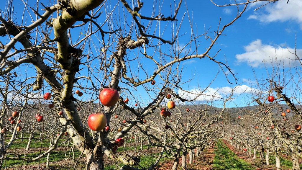 Tasmania is sponsoring a study into the viability of creating new job and economic opportunities by transforming underutilised fruit waste into high-value nutraceutical products and other uses.