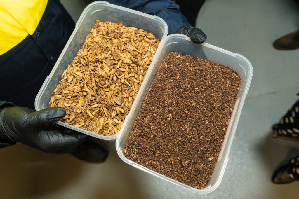 Dried larvae sold for animal feed in left tray & frass (larvae manure) that gets sold as fertiliser in right. Image: Nick Langley, City of Sydney.