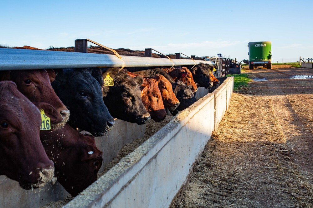 Cattle consume feed supplemented with CH4 Global’s Methane Tamer. 