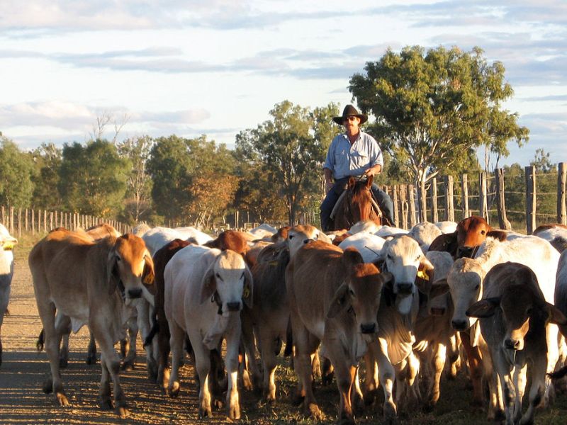 The Australian cattle industry is being accused of greenwashing in a recent paper, according to a report from The Guardian.