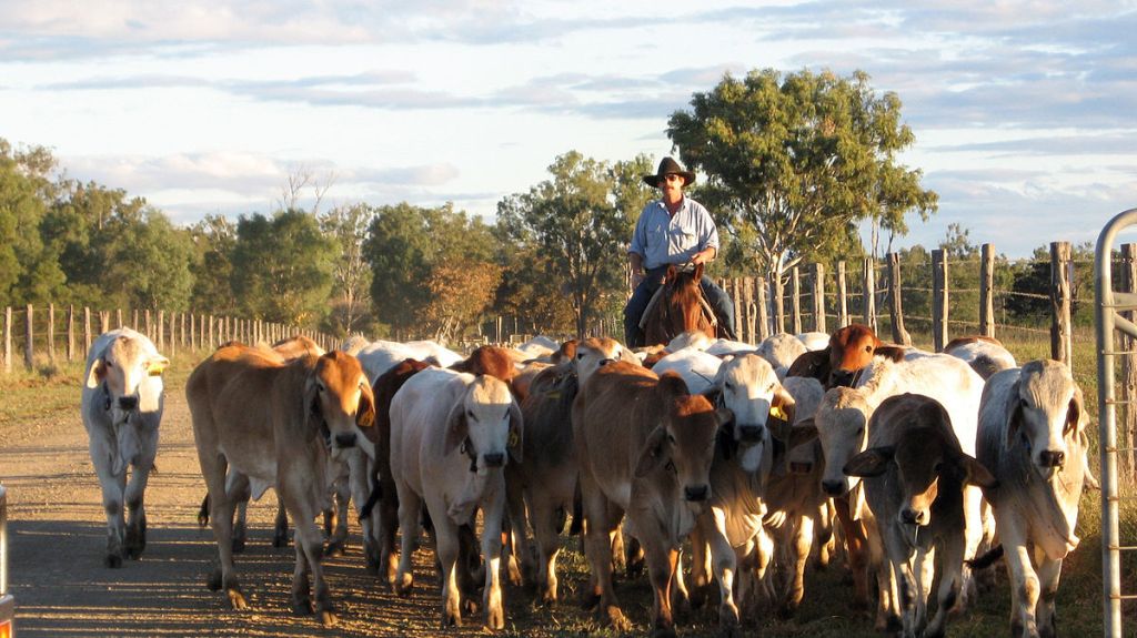 The Australian cattle industry is being accused of greenwashing in a recent paper, according to a report from The Guardian. 