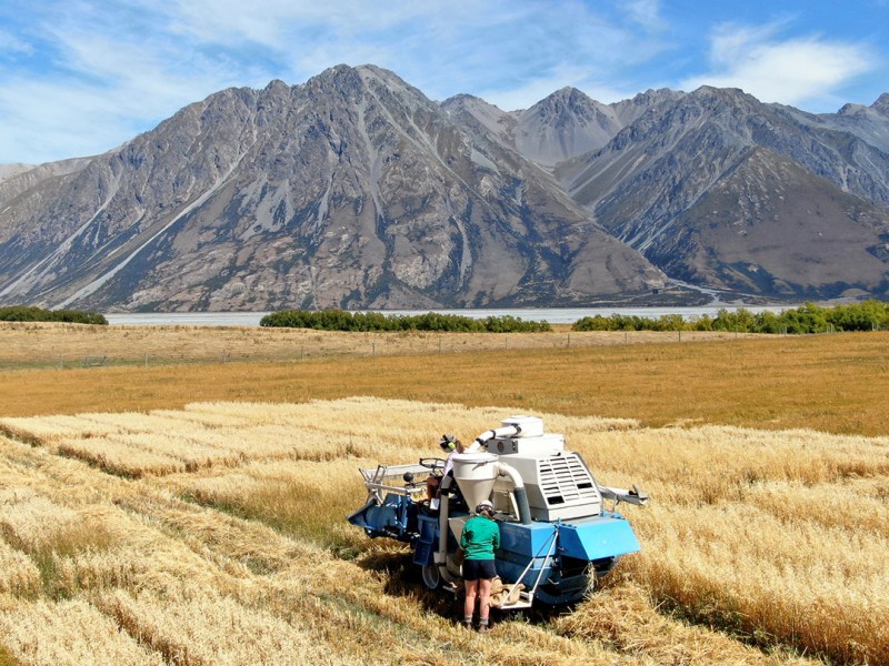 Oat milk brand Otis is bringing production back from Europe to its native New Zealand.