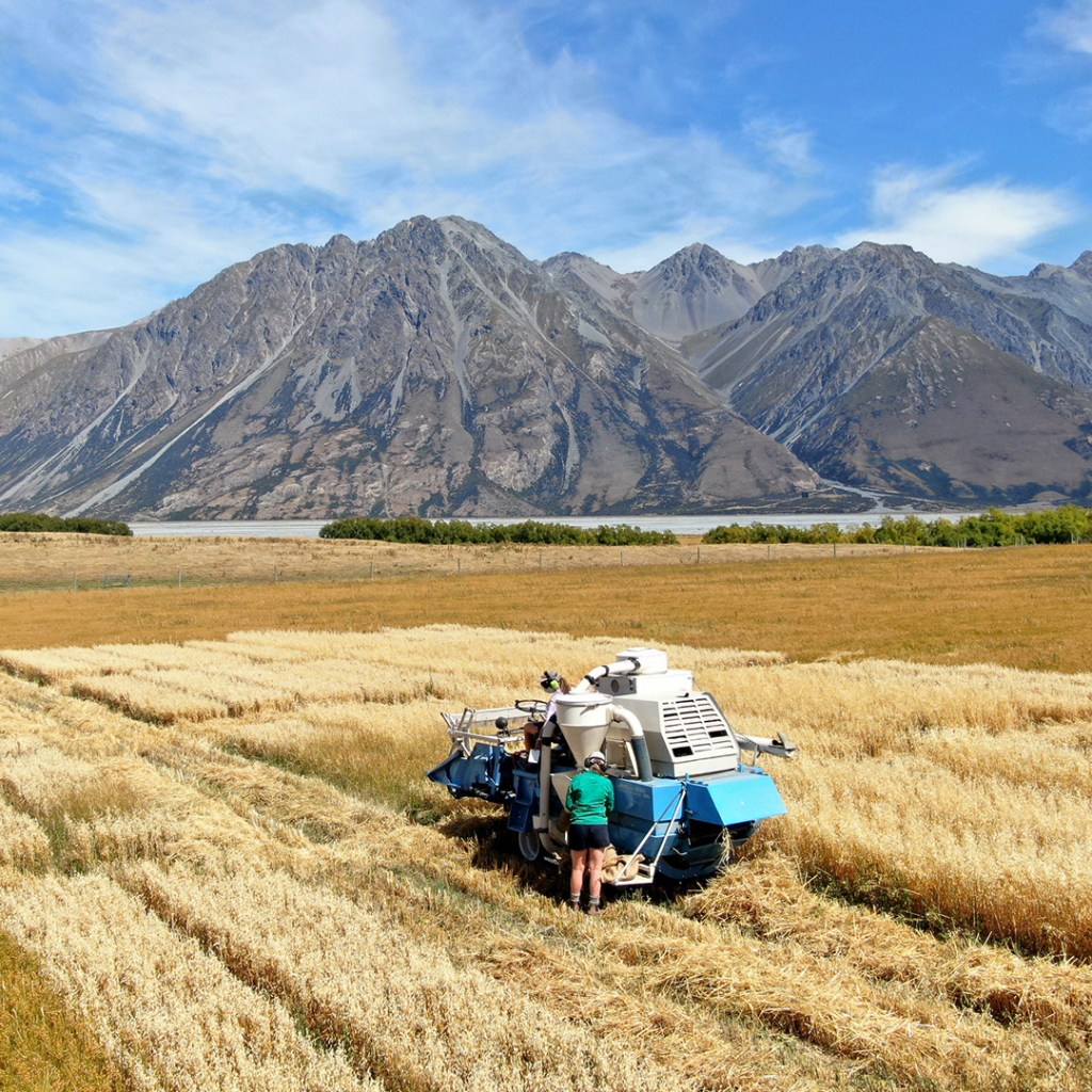 Oat milk brand Otis is bringing production back from Europe to its native New Zealand.