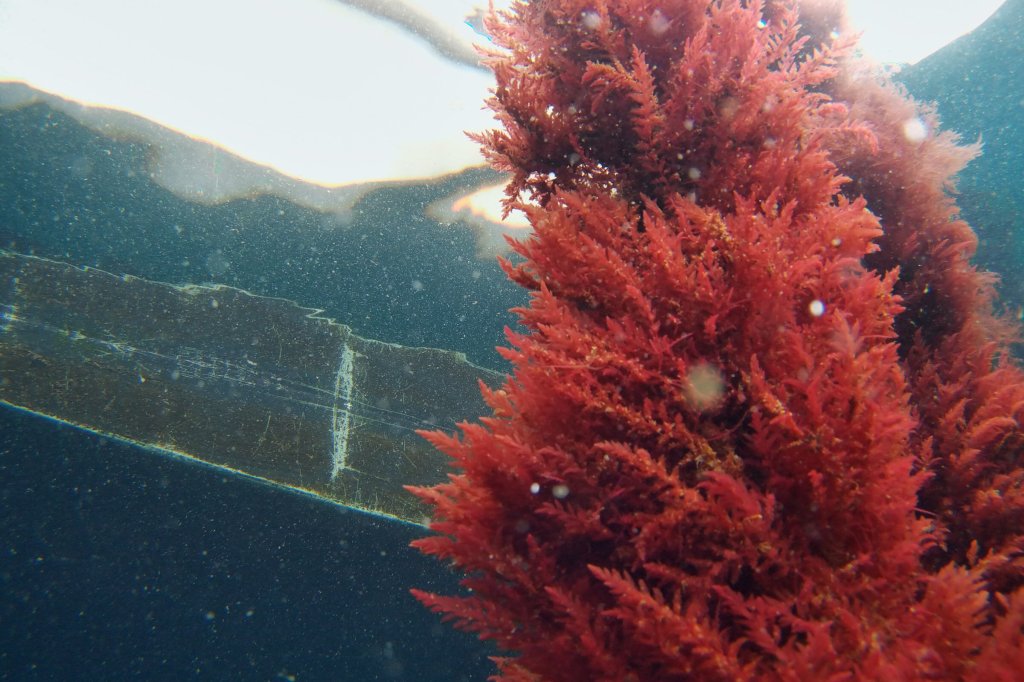 Asparagopsis seaweed cultivated by Sea Forest.