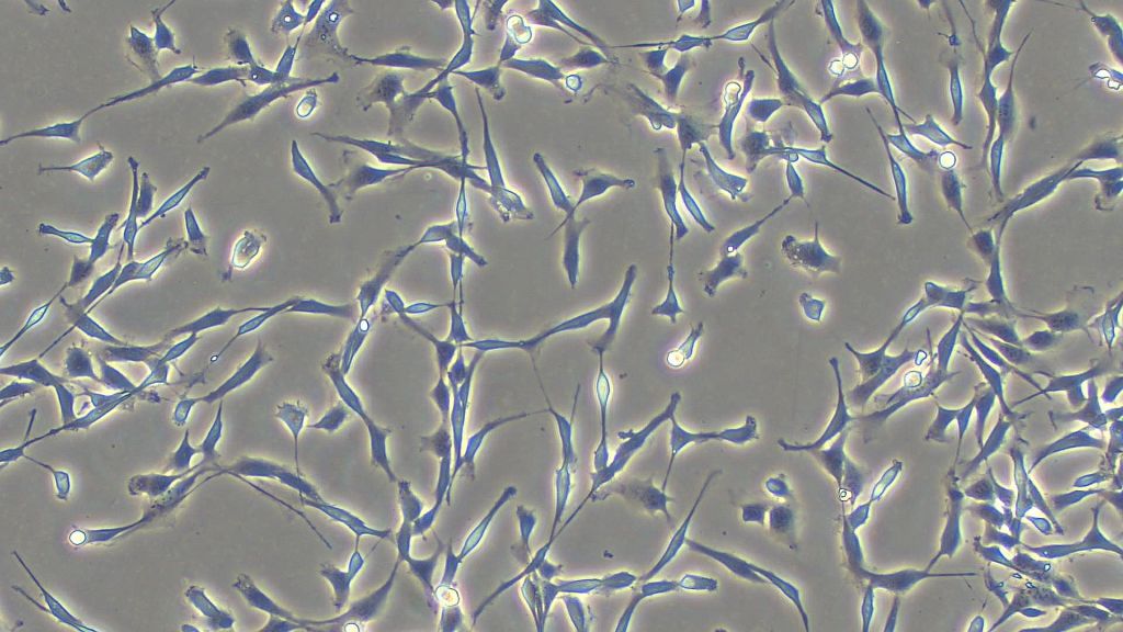 NZ synthetic biology company focused on cultivated meat and ingredients Opo Bio has announced its latest funding round, which is being led by WNT Ventures.